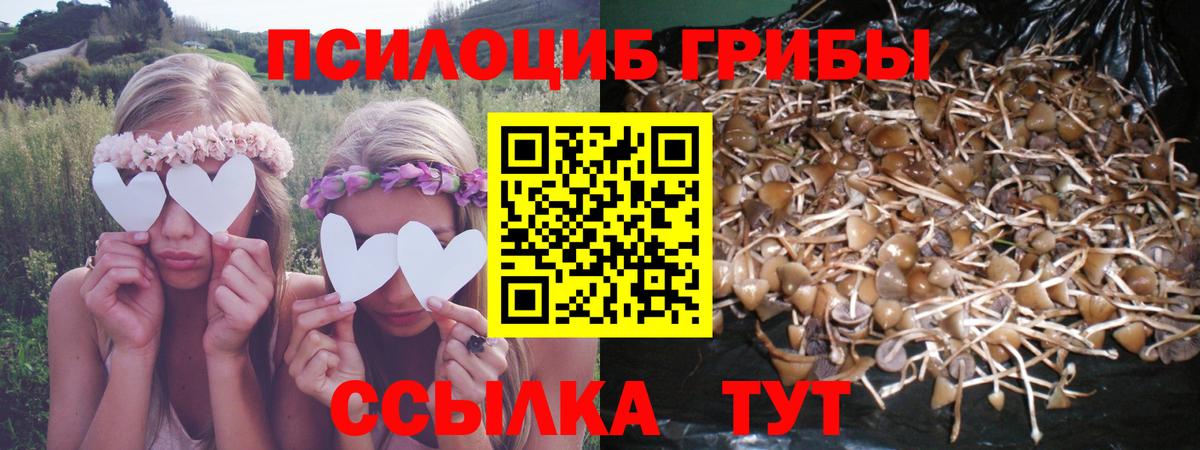 Миллерово  Псилоцибиновые грибы Cubensis  Вход с VPN  как найти   Галлюциногенные грибы Psilocybine cubensis 